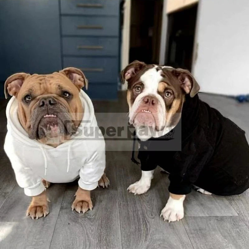 Hoodies For English Bulldog