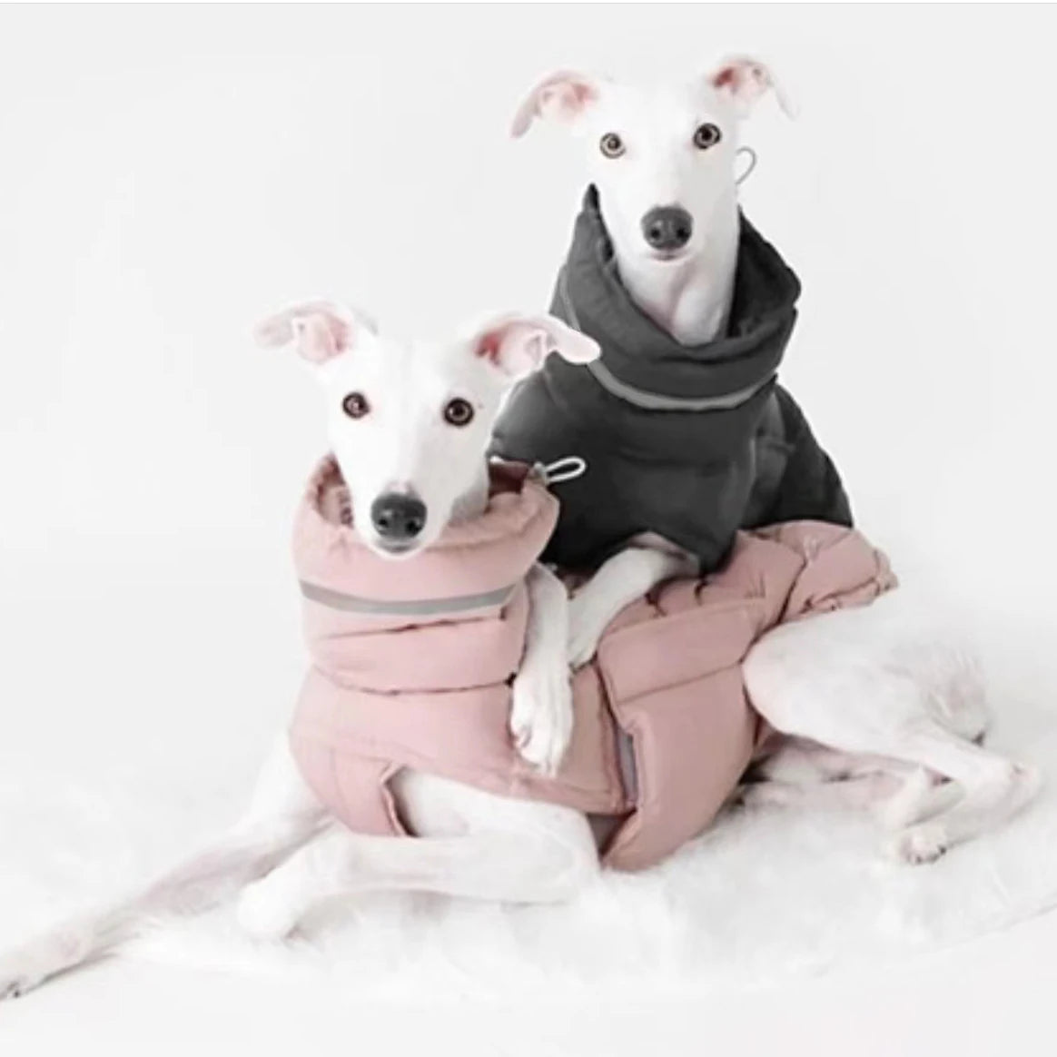 Bull Terrier Adjustable Winter Jacket