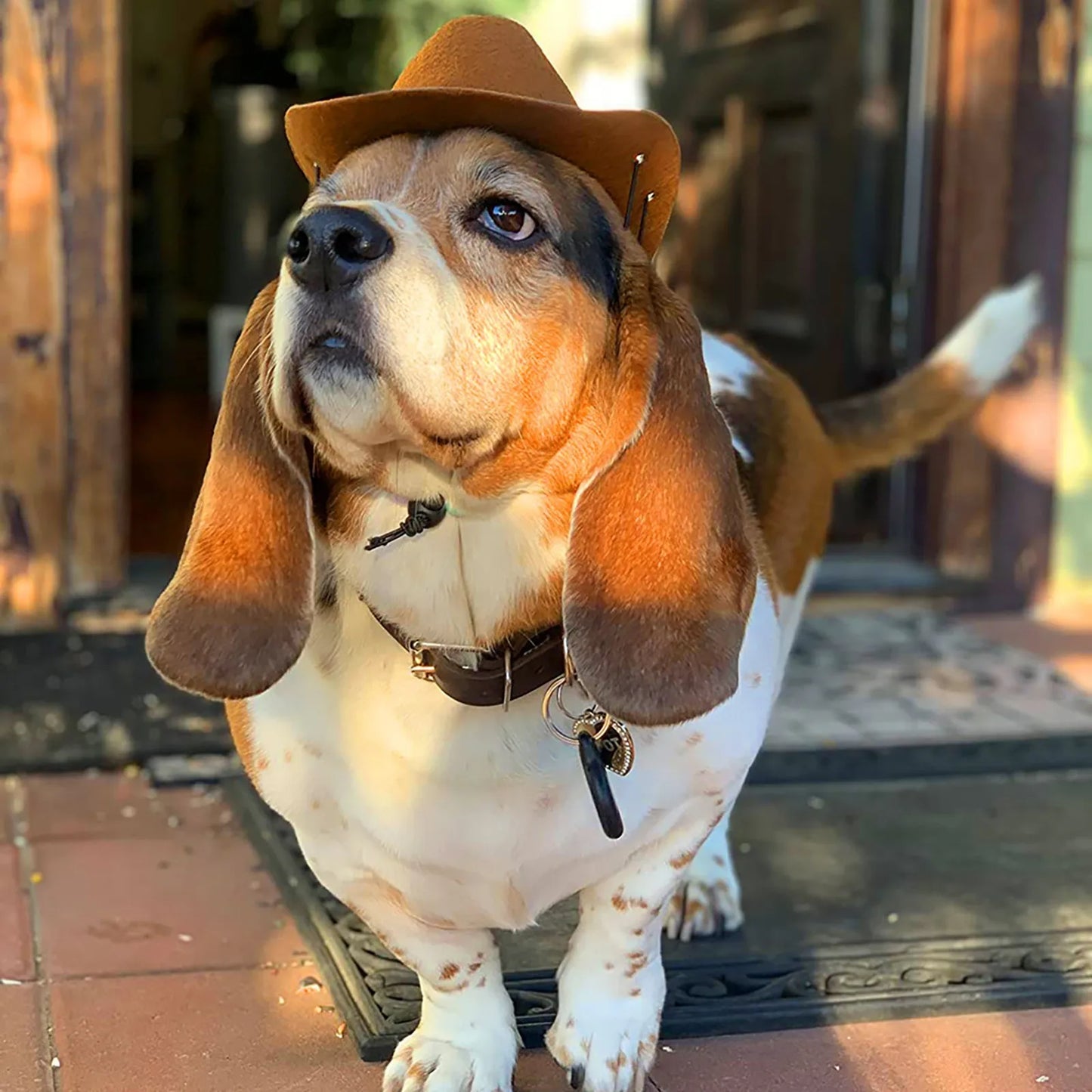 Basset Hound Cowboy Hat