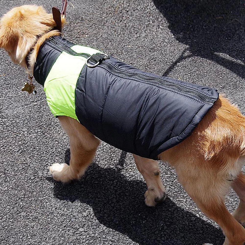 Golden Retriever Jackets For Winter