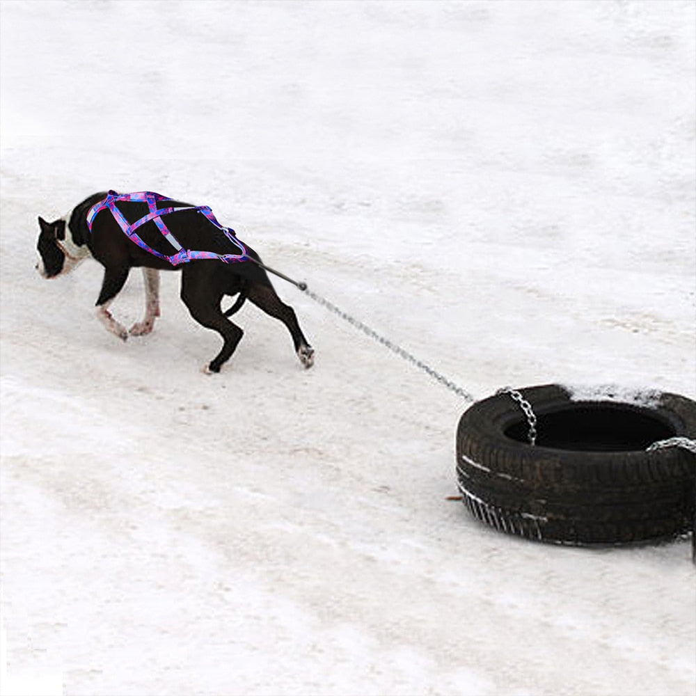 Sled Dog Harness