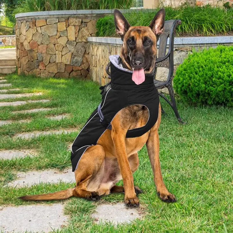 Malinois Jacket For Winter