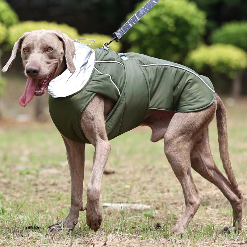 Weimaraner High collar Winter Dress