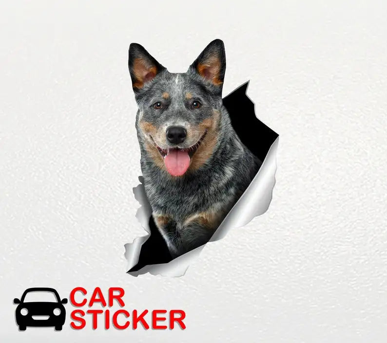 Blue Heeler Car Sticker