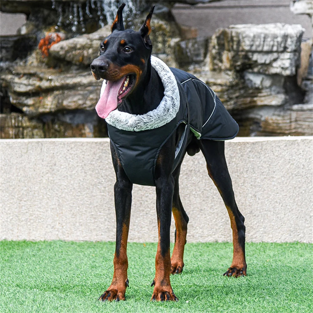 Doberman Jacket For Winter