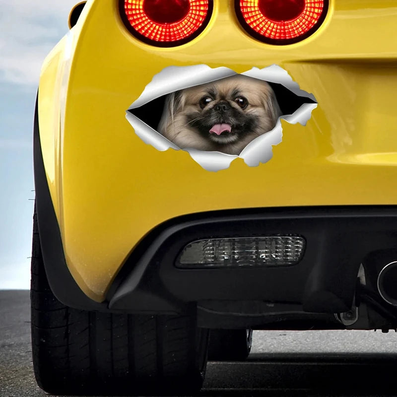 Funny Pekingese Car Sticker