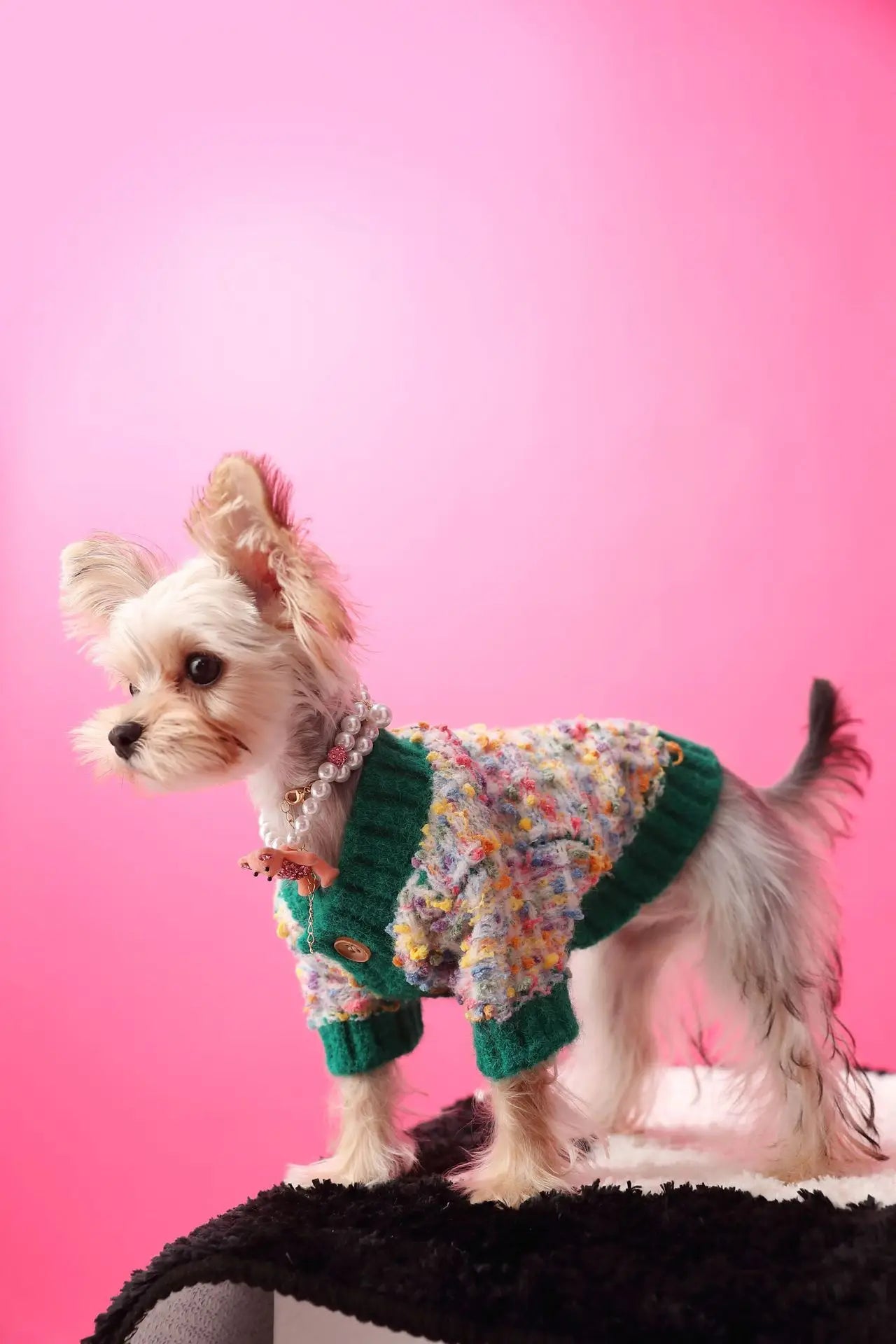 Schnauzer Winter Designer Sweater