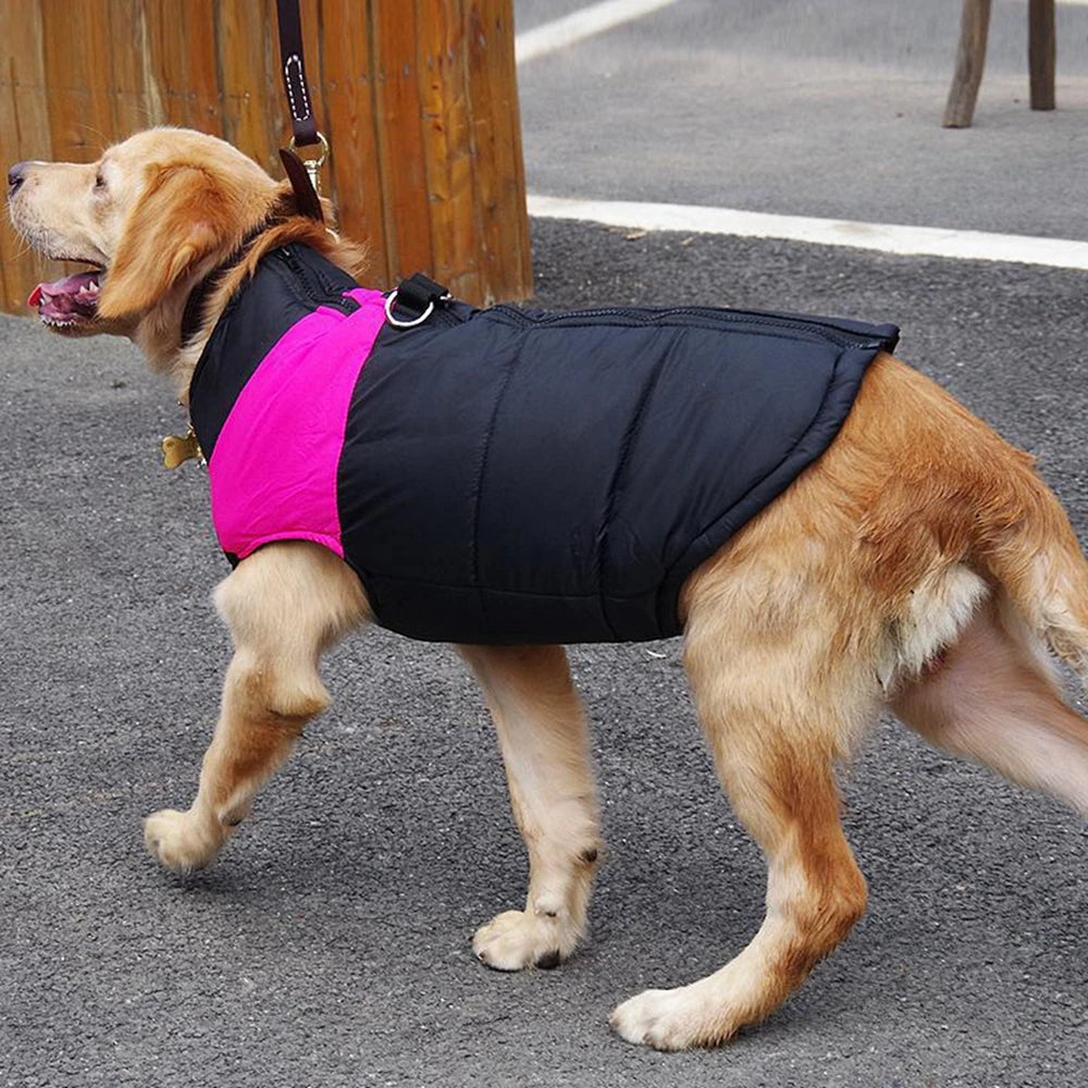 Golden Retriever Jackets For Winter