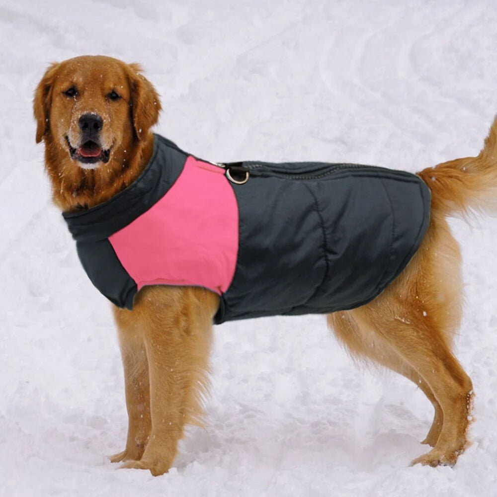 Golden Retriever Jackets For Winter