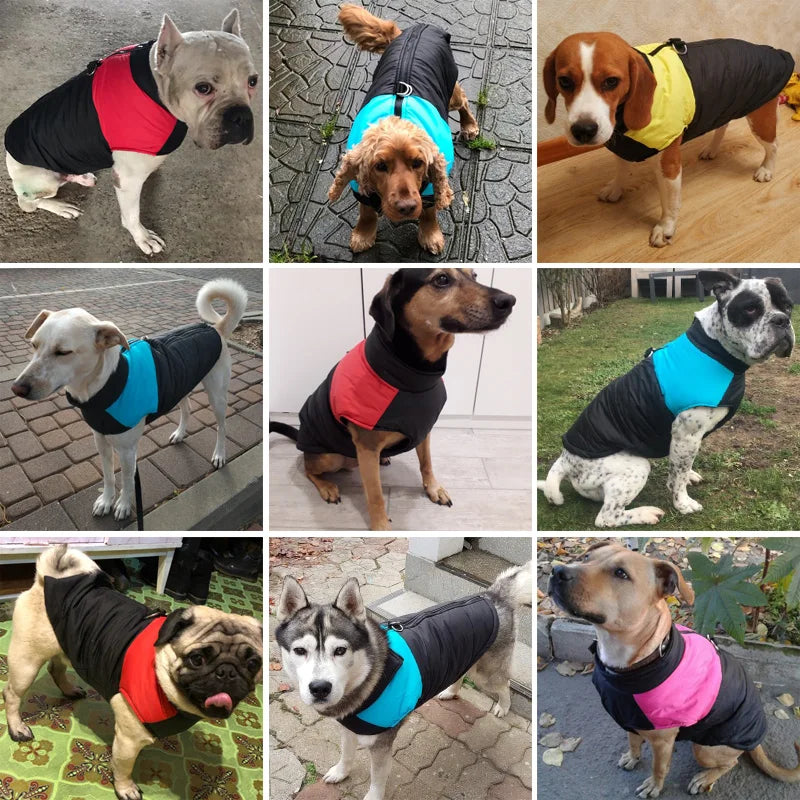 Dog Jackets For Dachshund