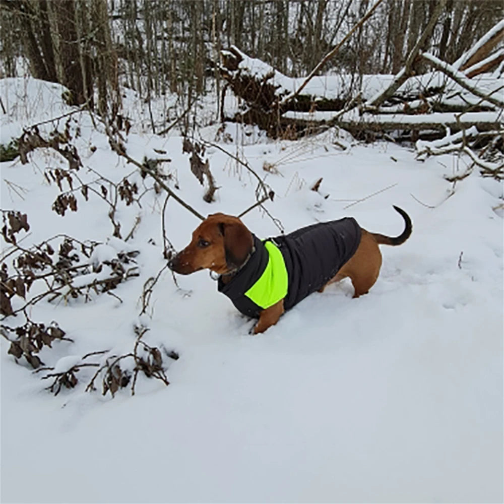 Dog Jackets For Dachshund