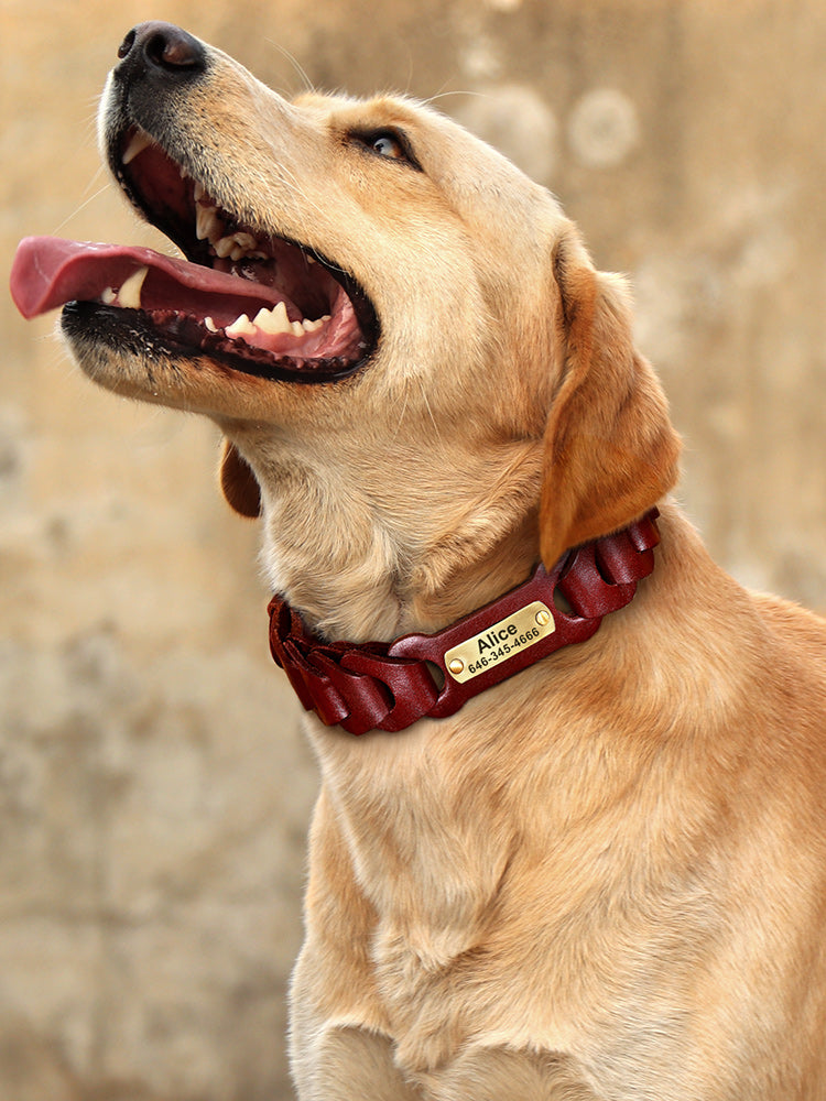 Braided Leather Dog Collar