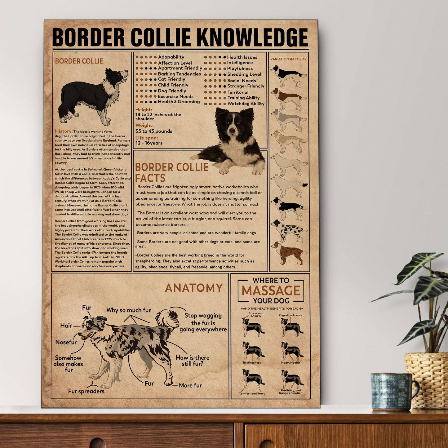 Border Collie's Knowledge Poster