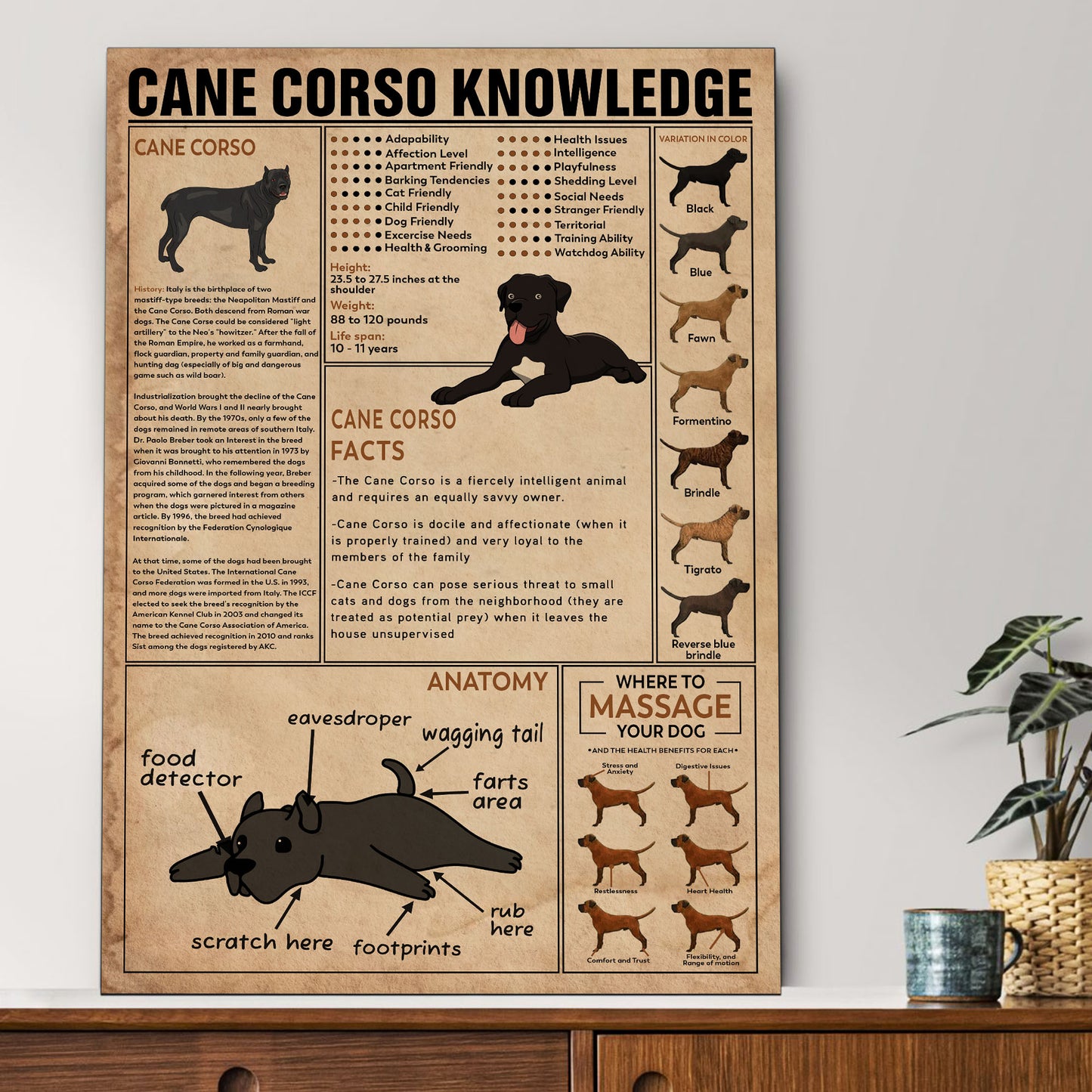 Cane Corso's Knowledge Poster