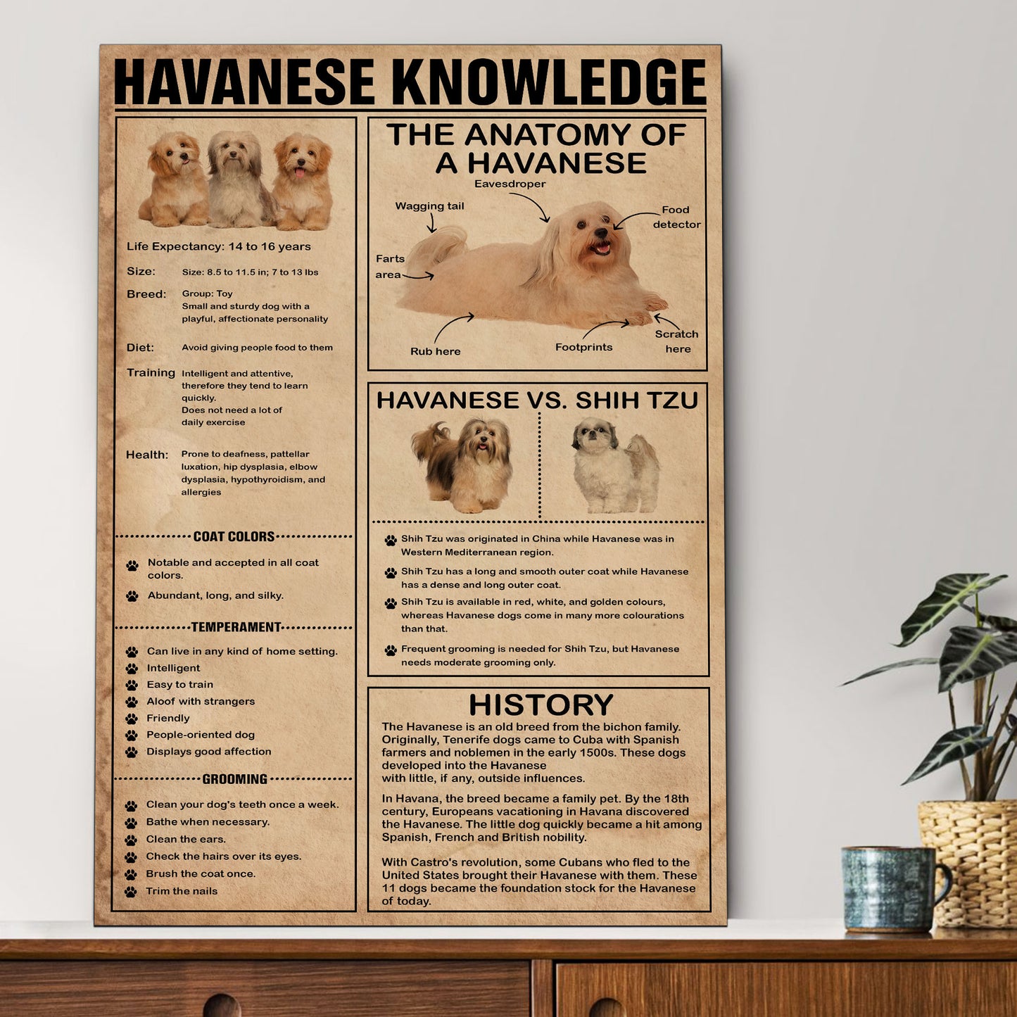 Havanese's Knowledge Poster