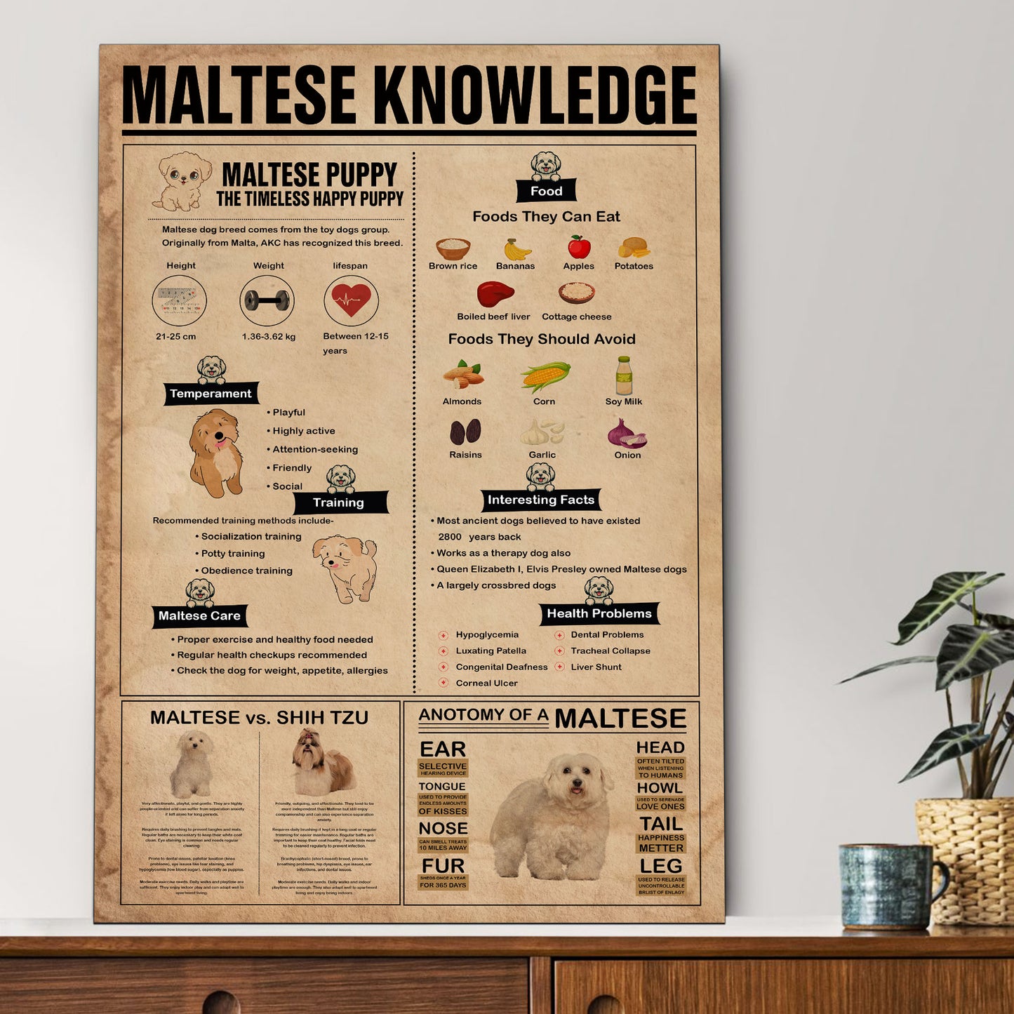 Maltese's Knowledge Poster