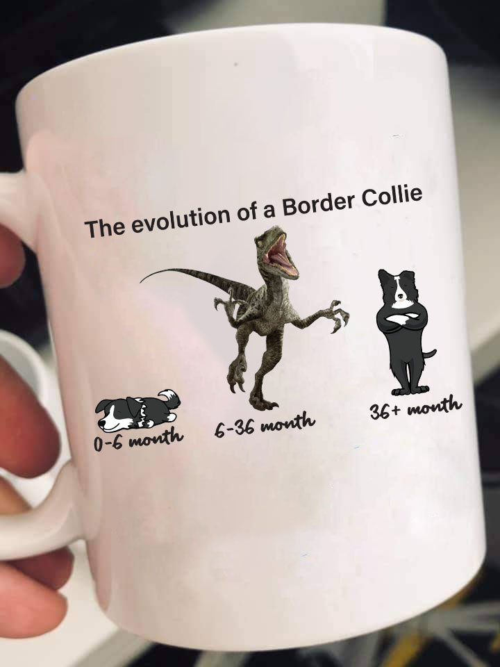 Evolution of Border Collie