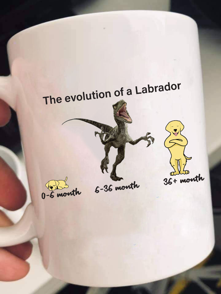 Evolution of Labrador