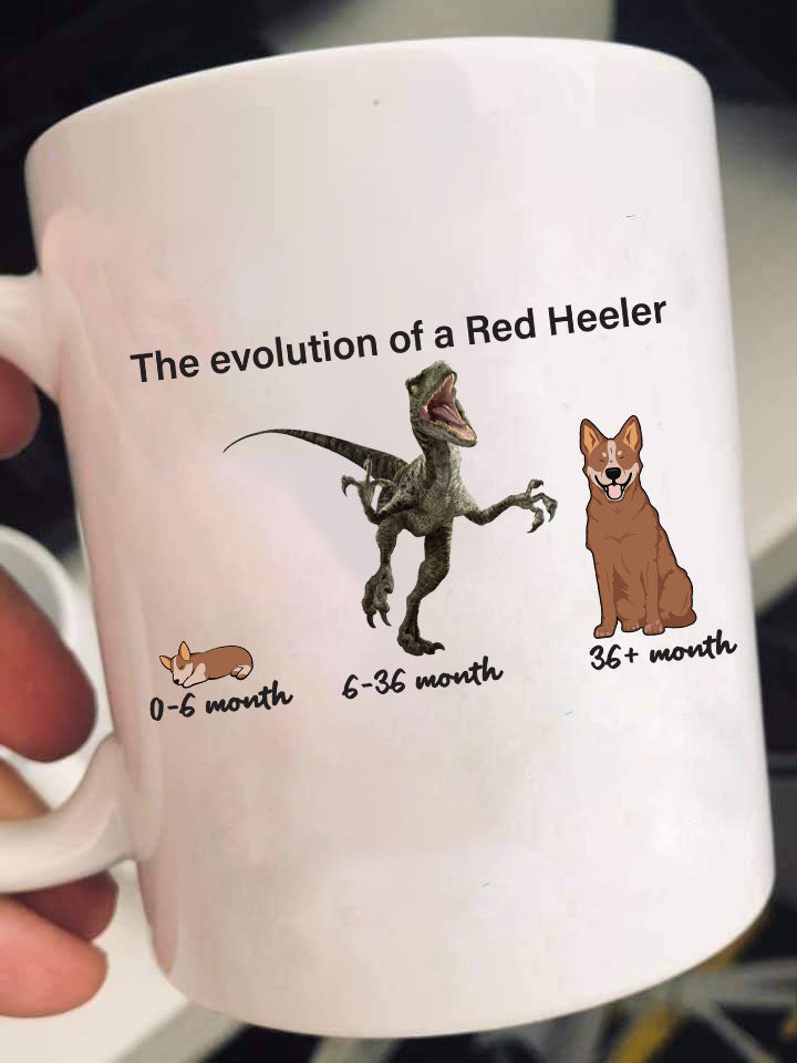 Evolution of Red Heeler