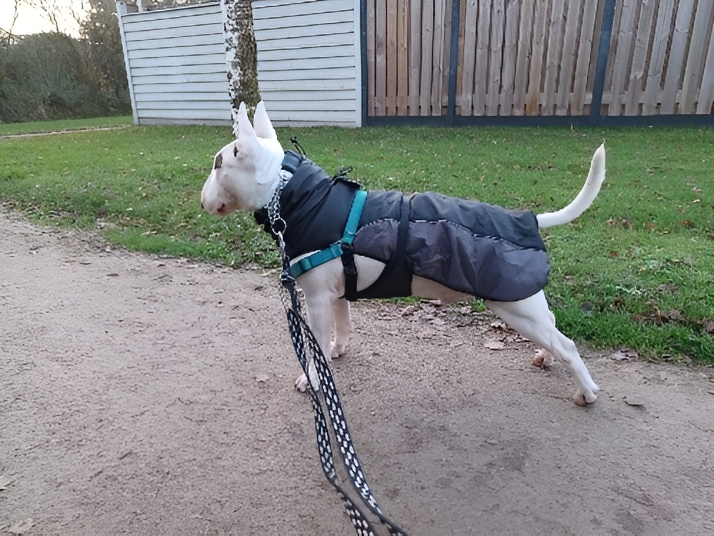 Waterproof Bull Terrier Sweater