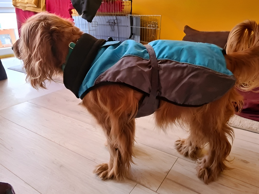 Waterproof Cocker Spaniel Sweater