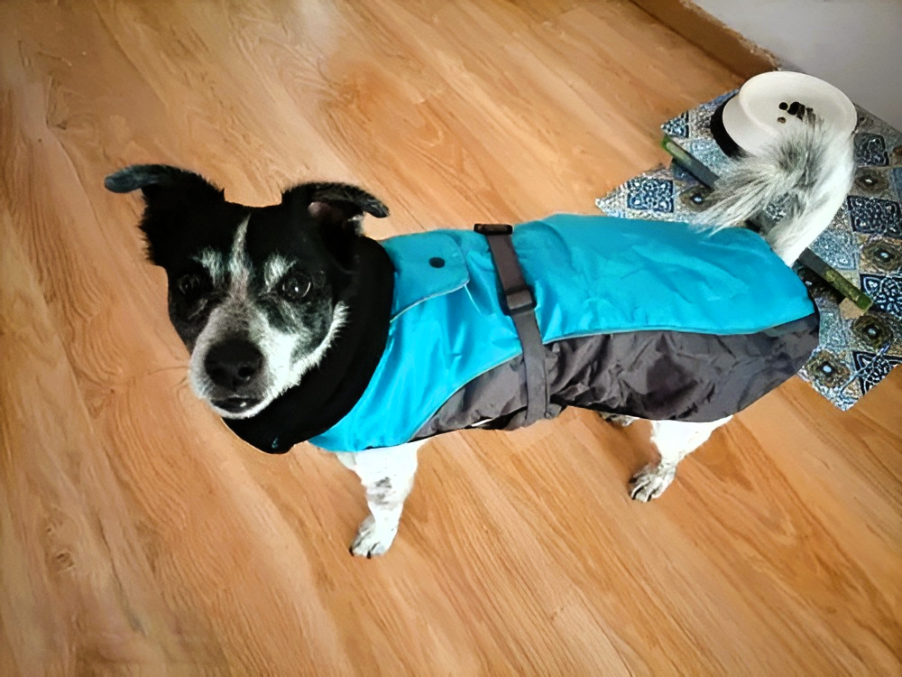 Waterproof Jack Russell Sweater