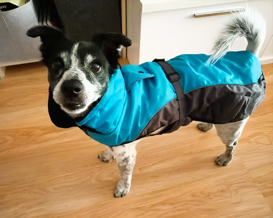 Waterproof Jack Russell Sweater