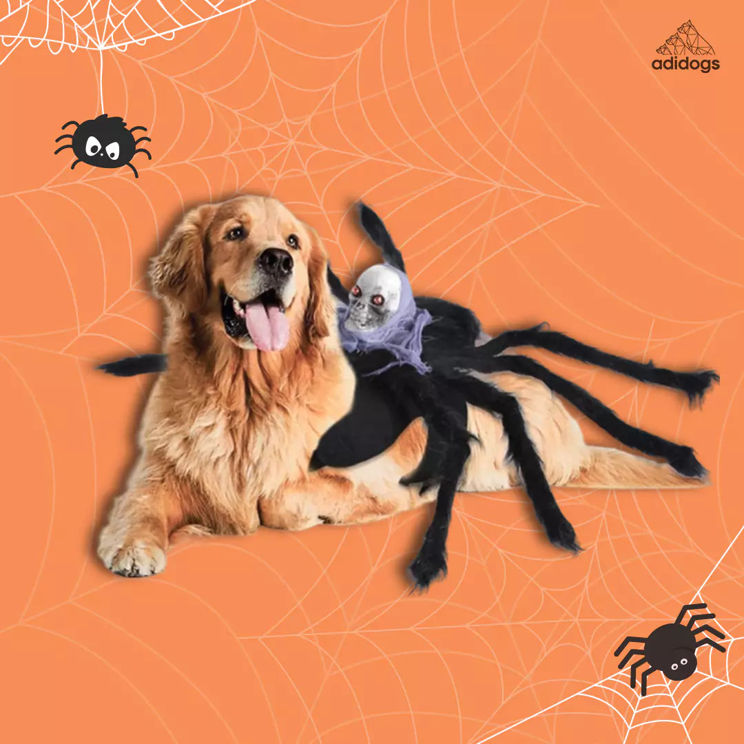 Dogs Halloween Spider Costume